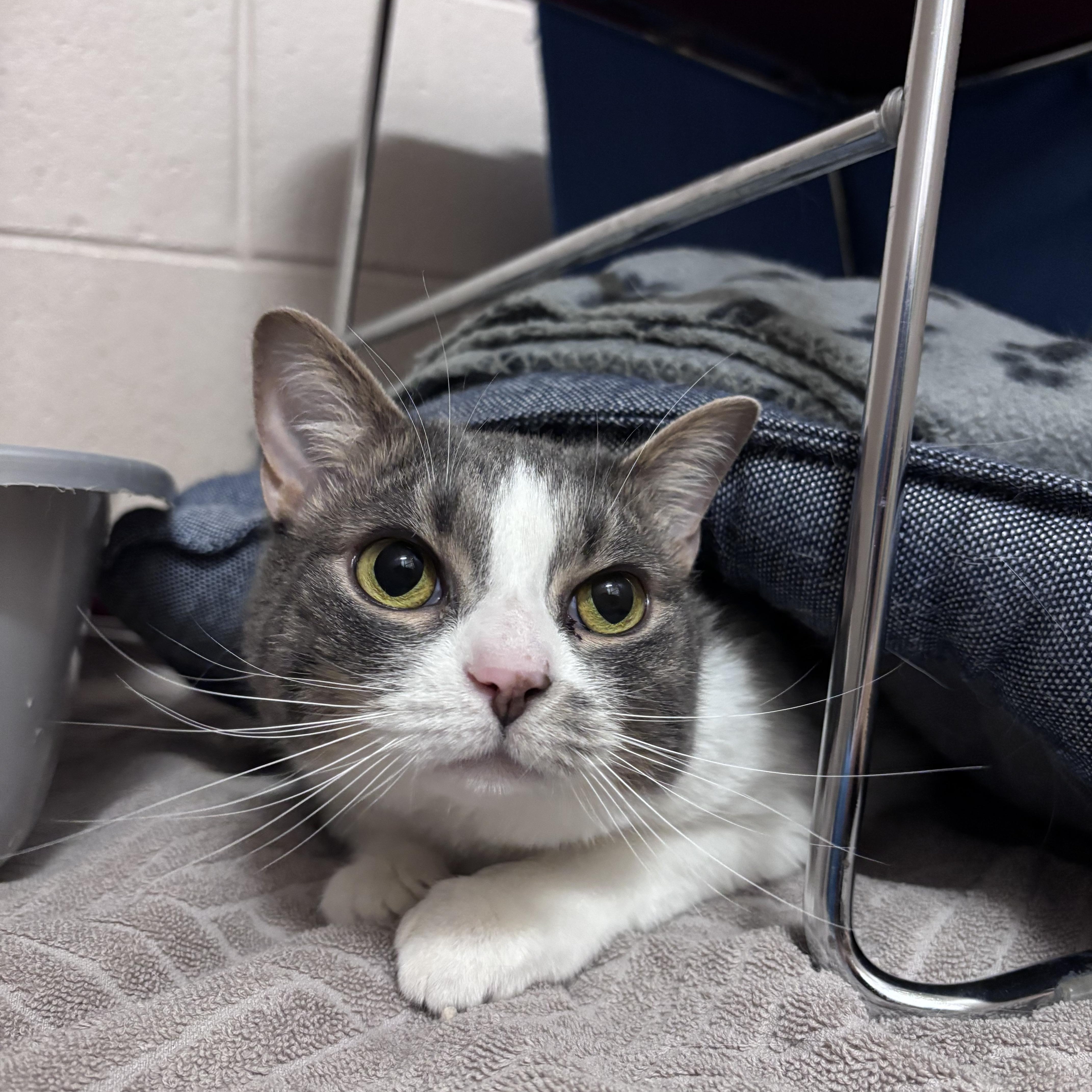 Dimey, an adopted Domestic Short Hair in Bowmanville, ON image 1/4