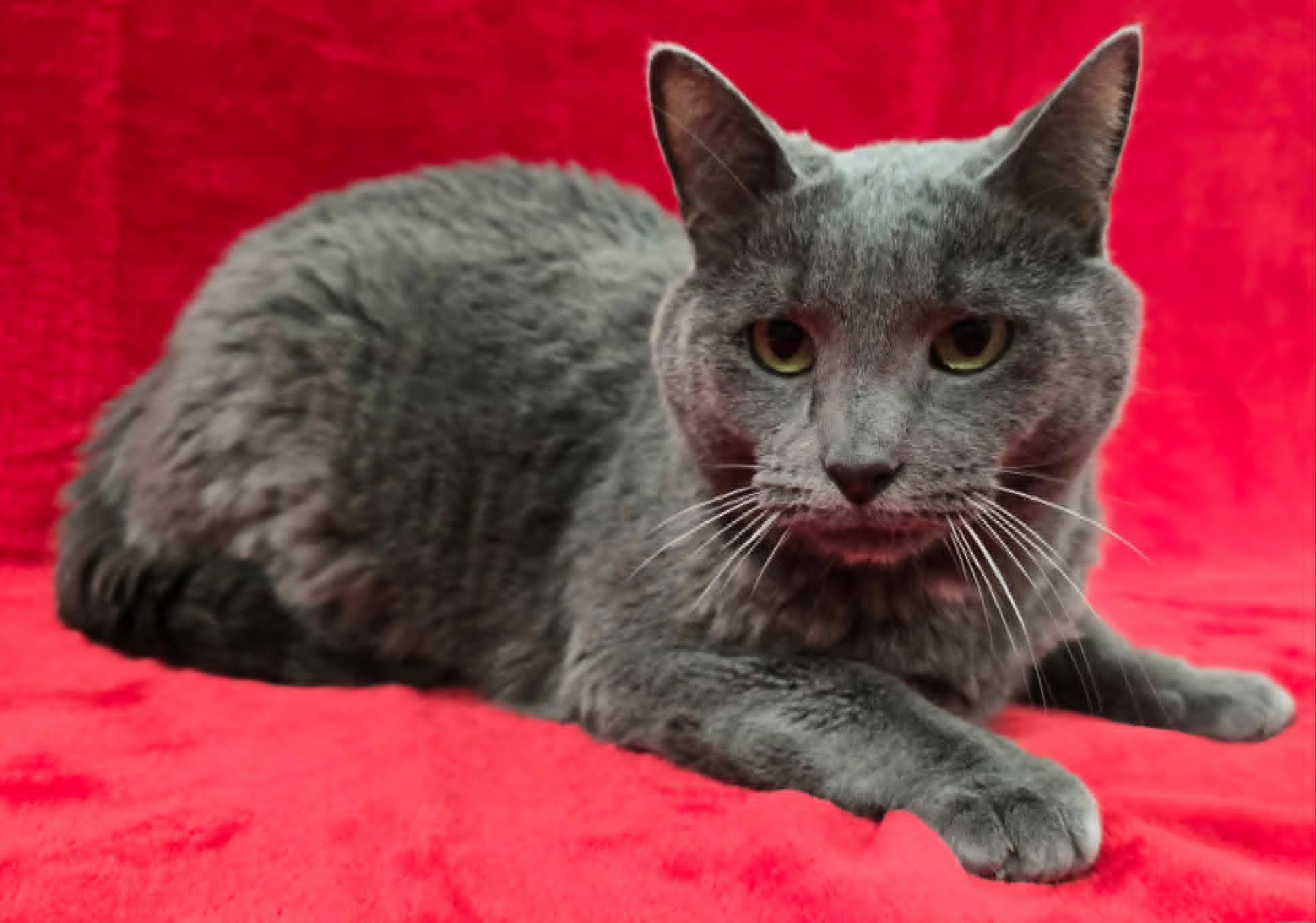 Enlarge Elwood, a ADOPTABLE mixed breed in Frankfort, IN image 4/4