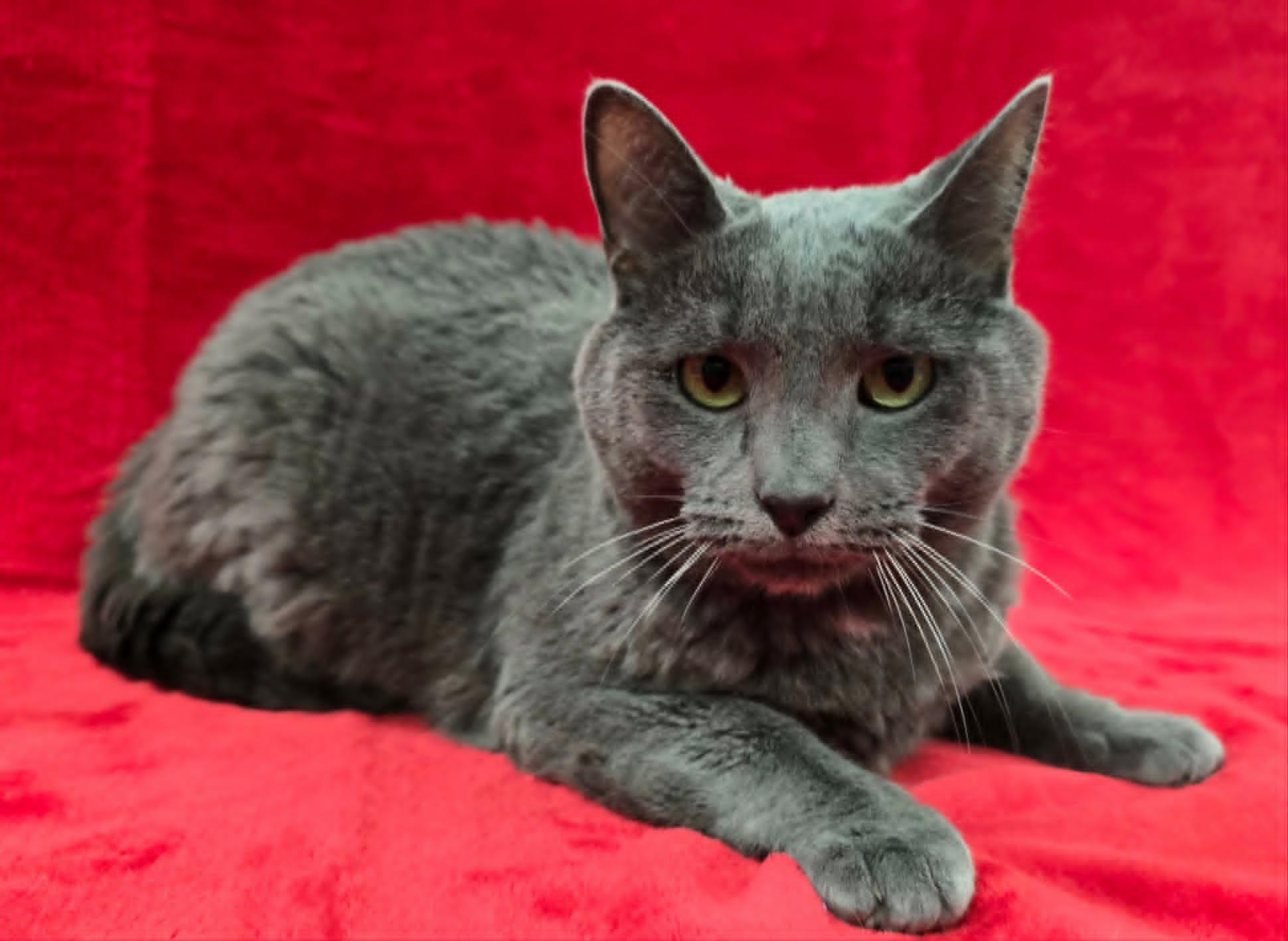 Enlarge Elwood, a ADOPTABLE mixed breed in Frankfort, IN image 3/4