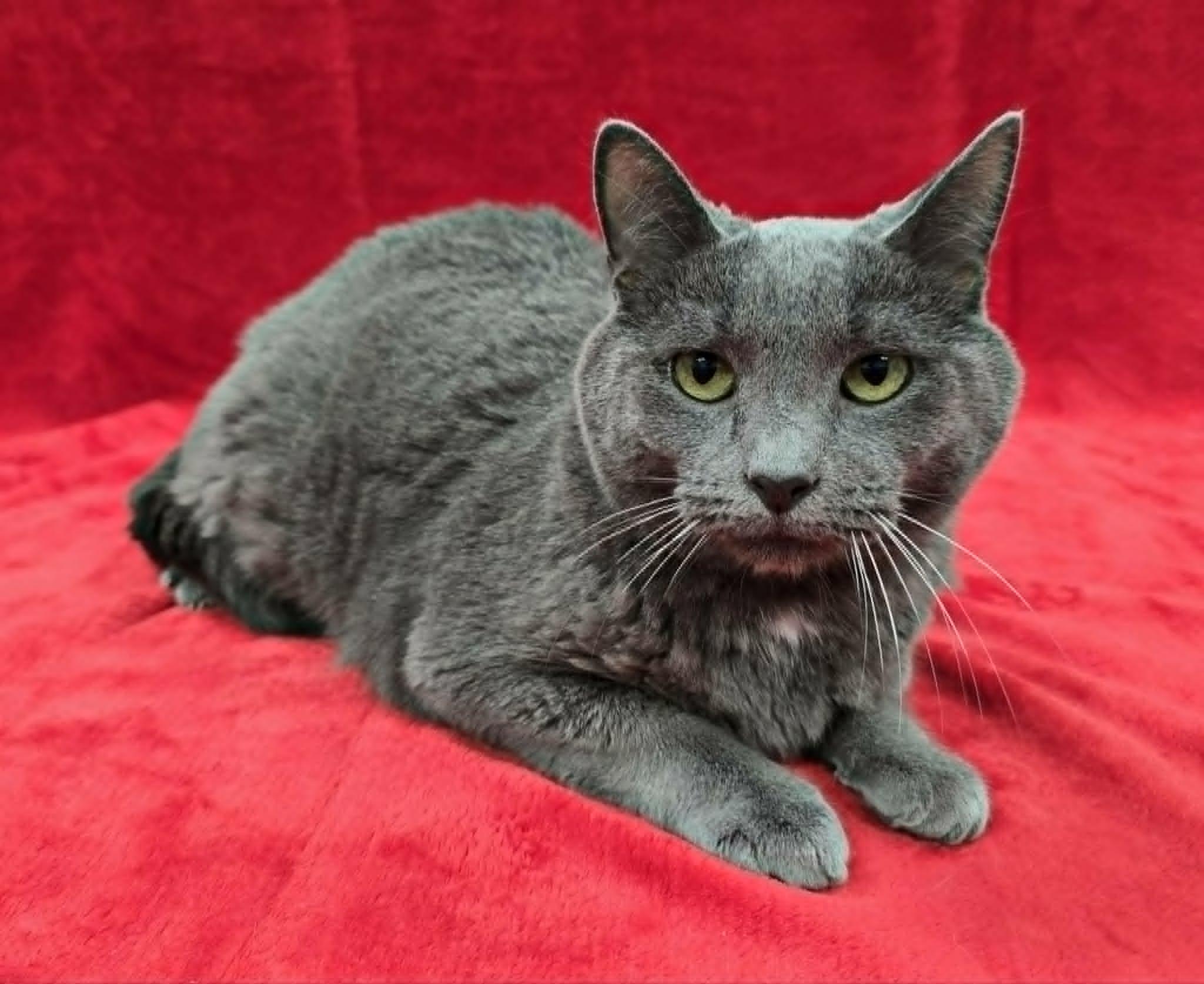 Elwood, ADOPTABLE, Adult Male Russian Blue.