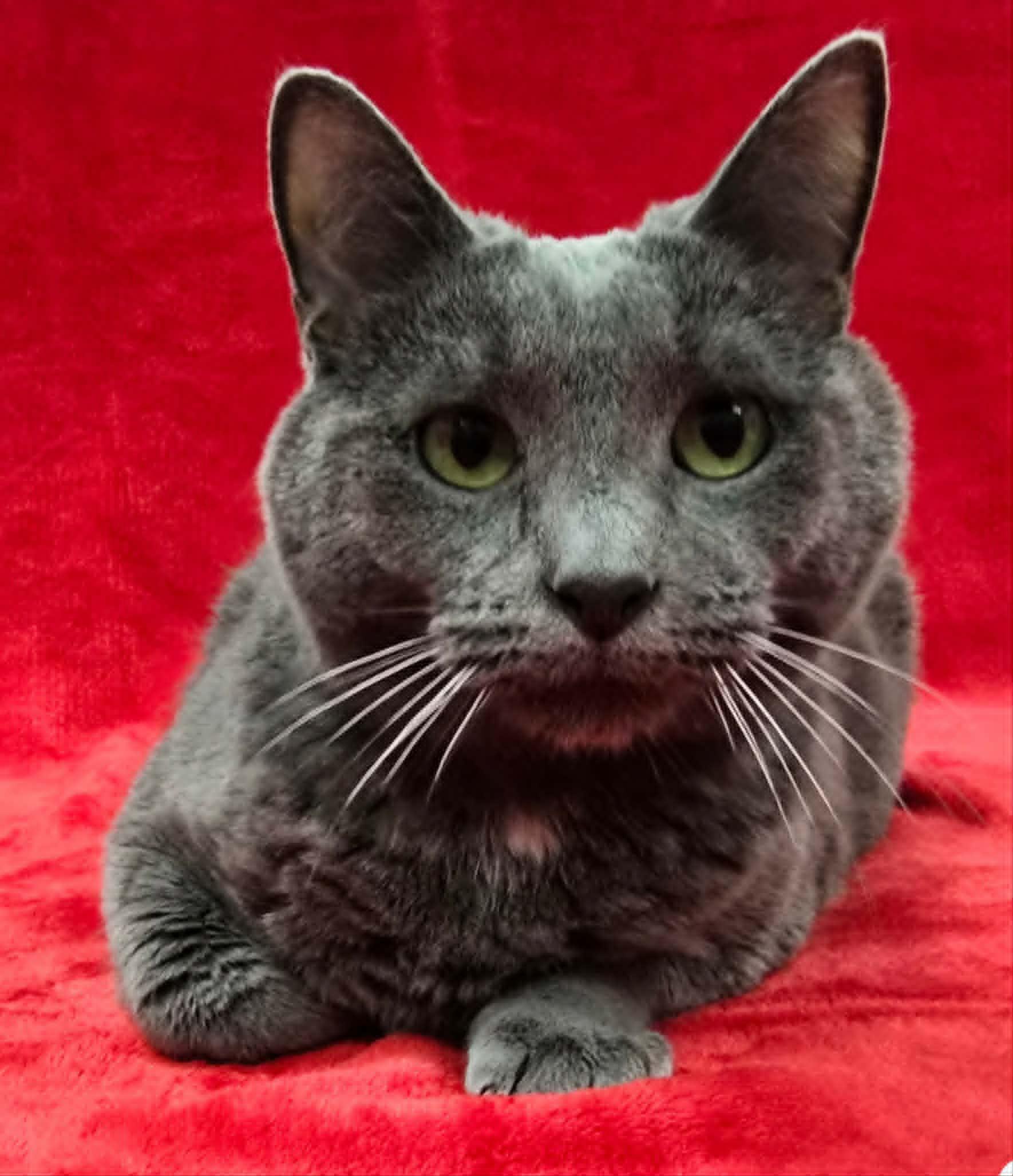 Enlarge Elwood, a ADOPTABLE mixed breed in Frankfort, IN image 2/4
