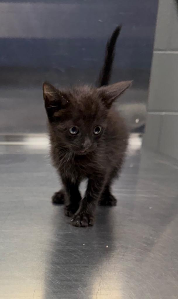 Dean, Adoptable, Kitten Male Domestic Short Hair.