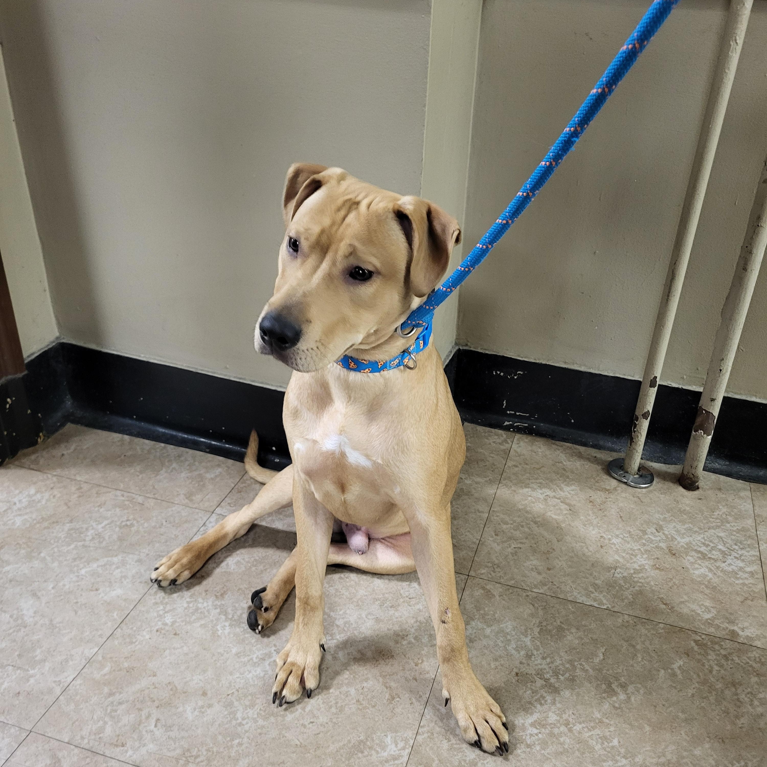 Enlarge Mozzie, an adopted mixed breed in Teterboro, NJ image 1/1