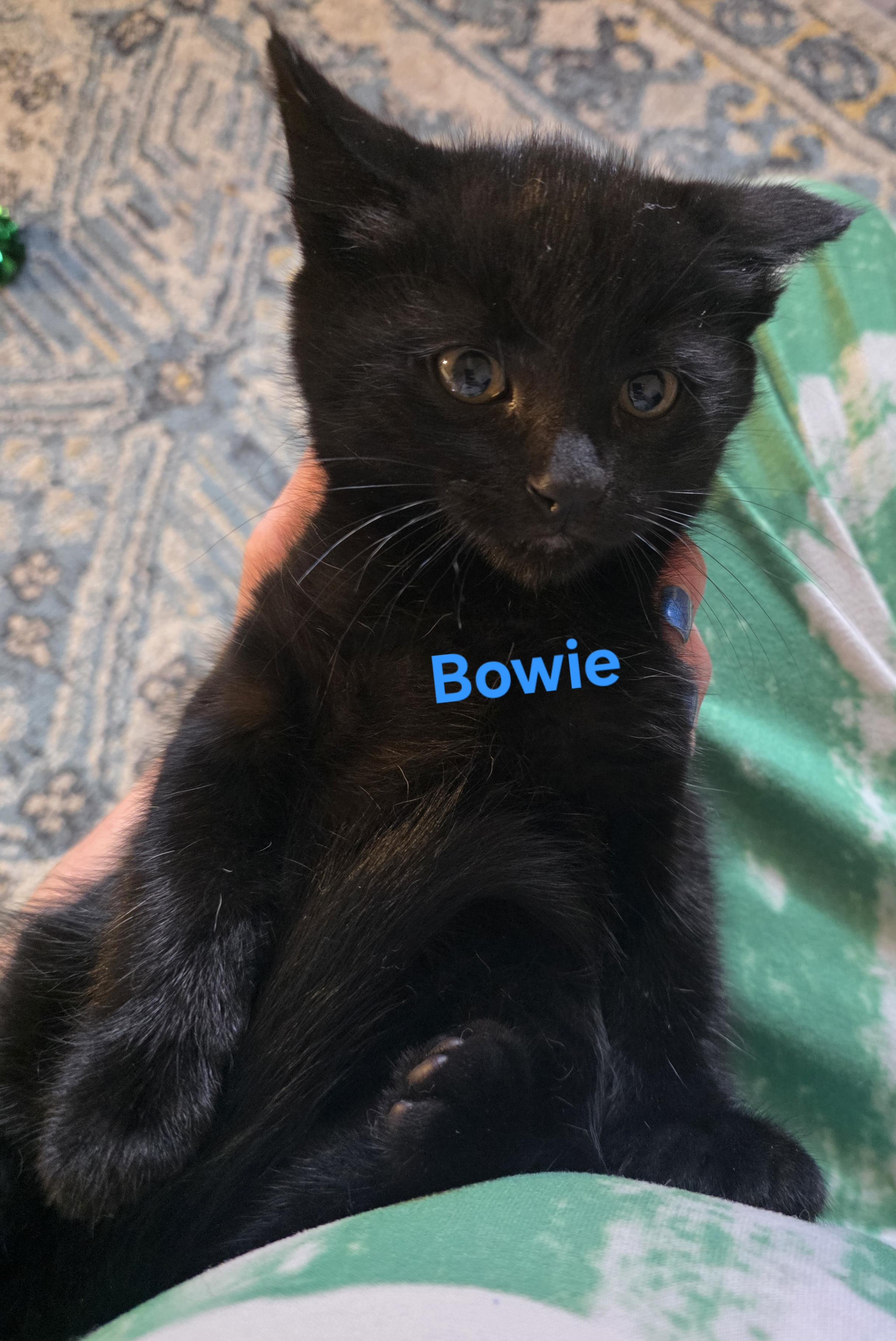 Bowie, a ADOPTABLE Domestic Short Hair in Jamesville, NY image 3/5