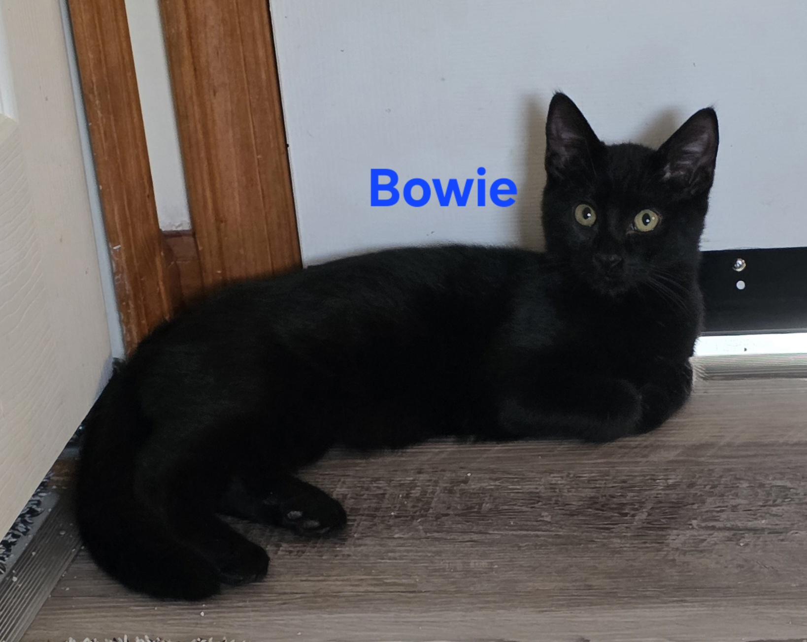 Bowie, ADOPTABLE, Young Male Domestic Short Hair.