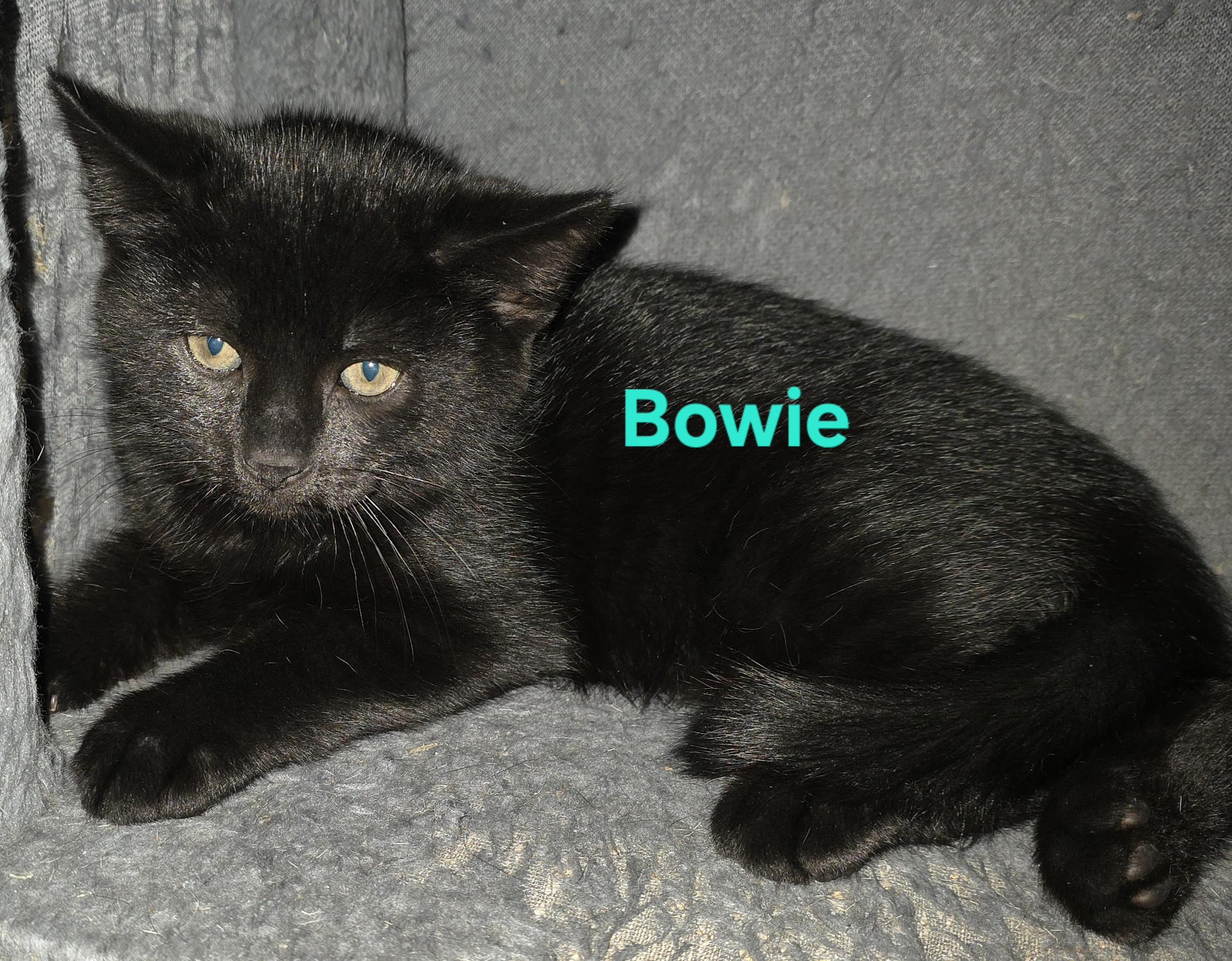 Bowie, a ADOPTABLE Domestic Short Hair in Jamesville, NY image 2/5