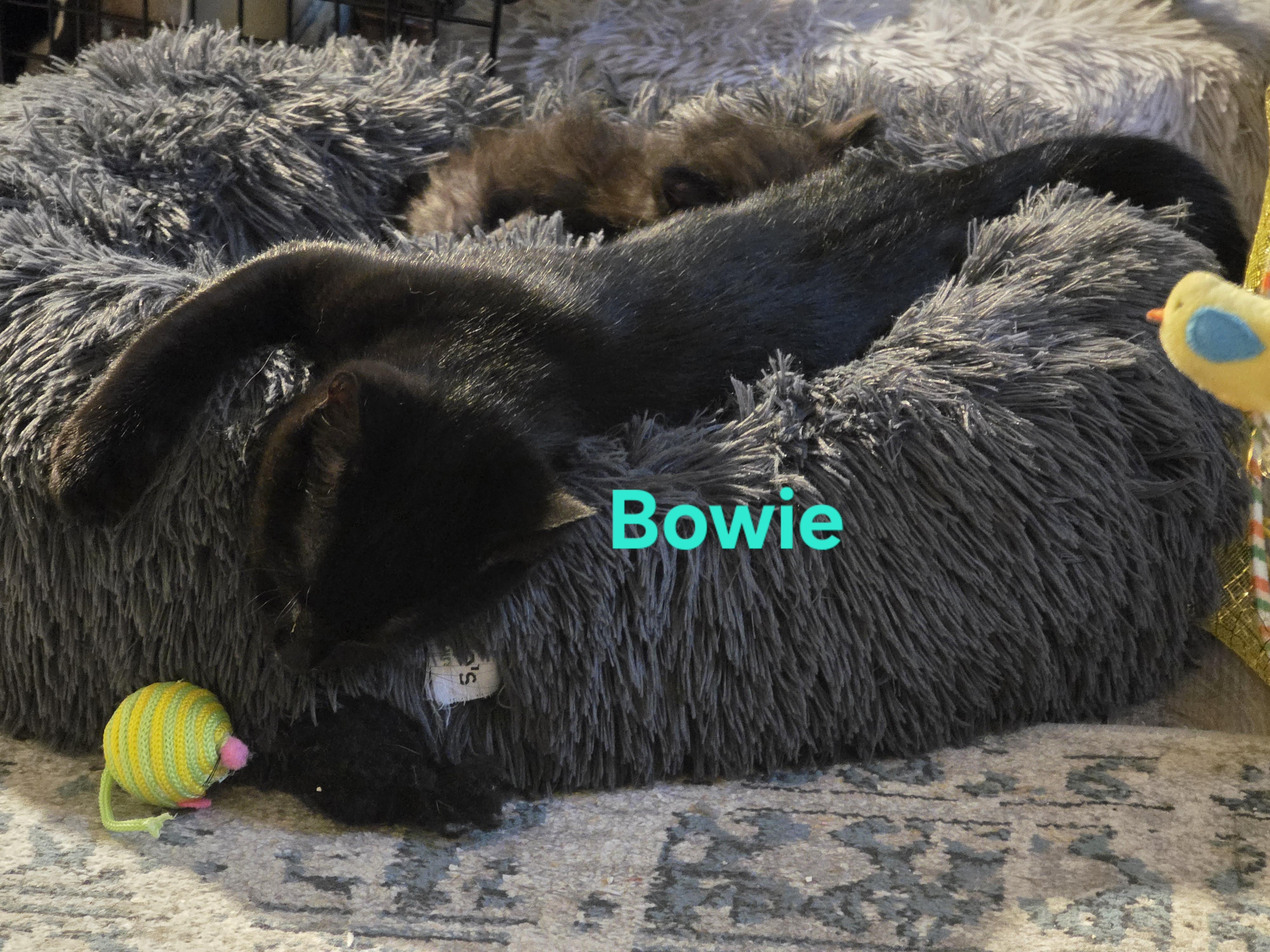 Bowie, a ADOPTABLE Domestic Short Hair in Jamesville, NY image 2/6
