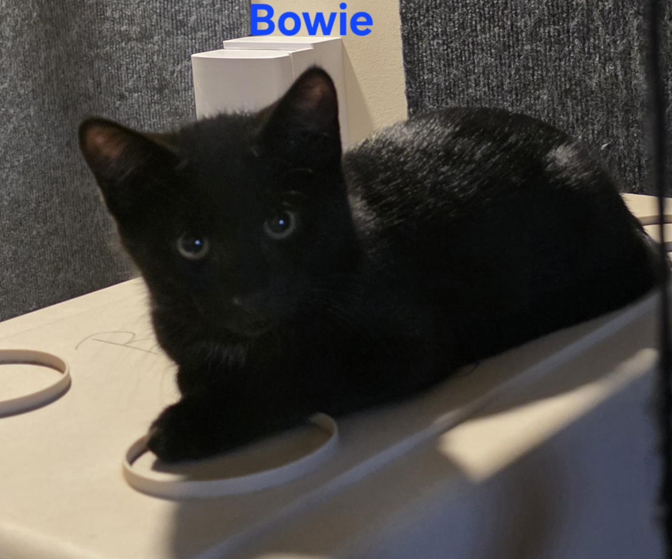 Bowie, a ADOPTABLE Domestic Short Hair in Jamesville, NY image 1/5