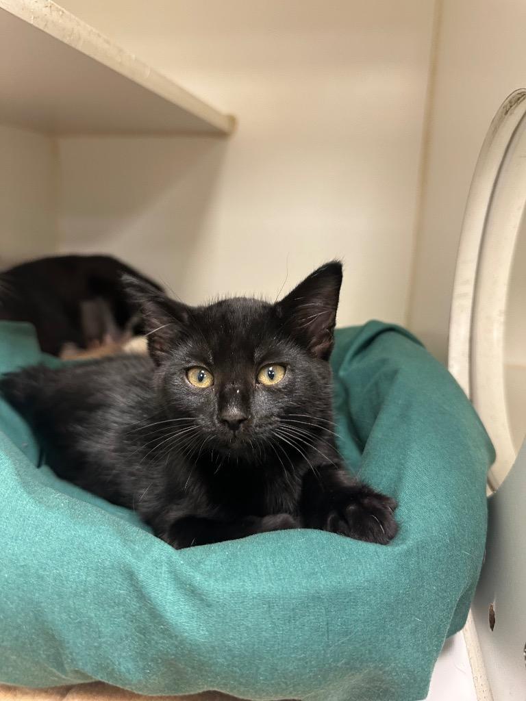 Olive (W. Walnut), Adoptable, Kitten Female Domestic Short Hair.