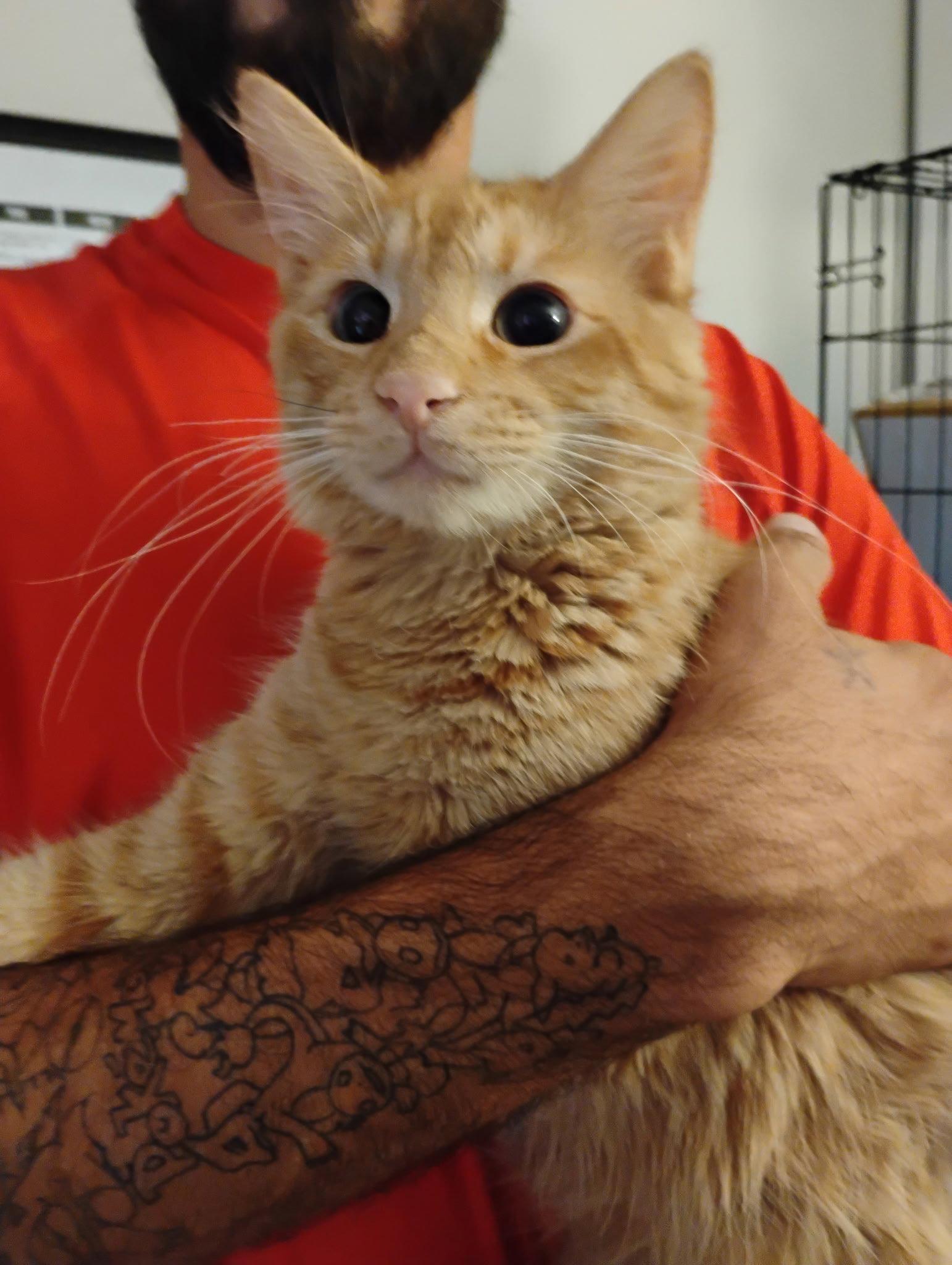 Newman ( Kat), a Adoptable mixed breed in Vallejo, CA image 1/3