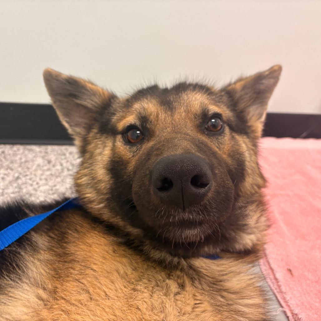 Benson, Adoptable, Young Male German Shepherd Dog.