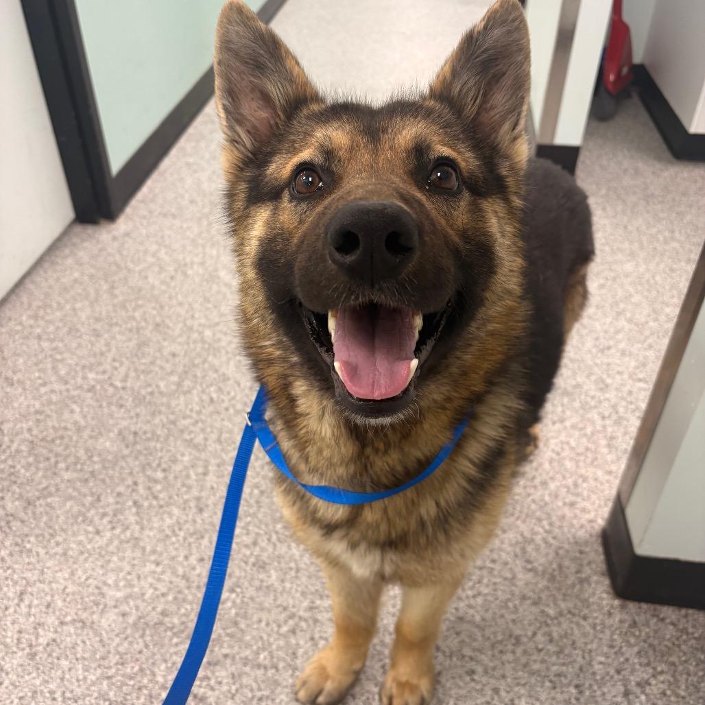 Enlarge Benson, a Adoptable German Shepherd Dog in Saskatoon, SK image 2/5