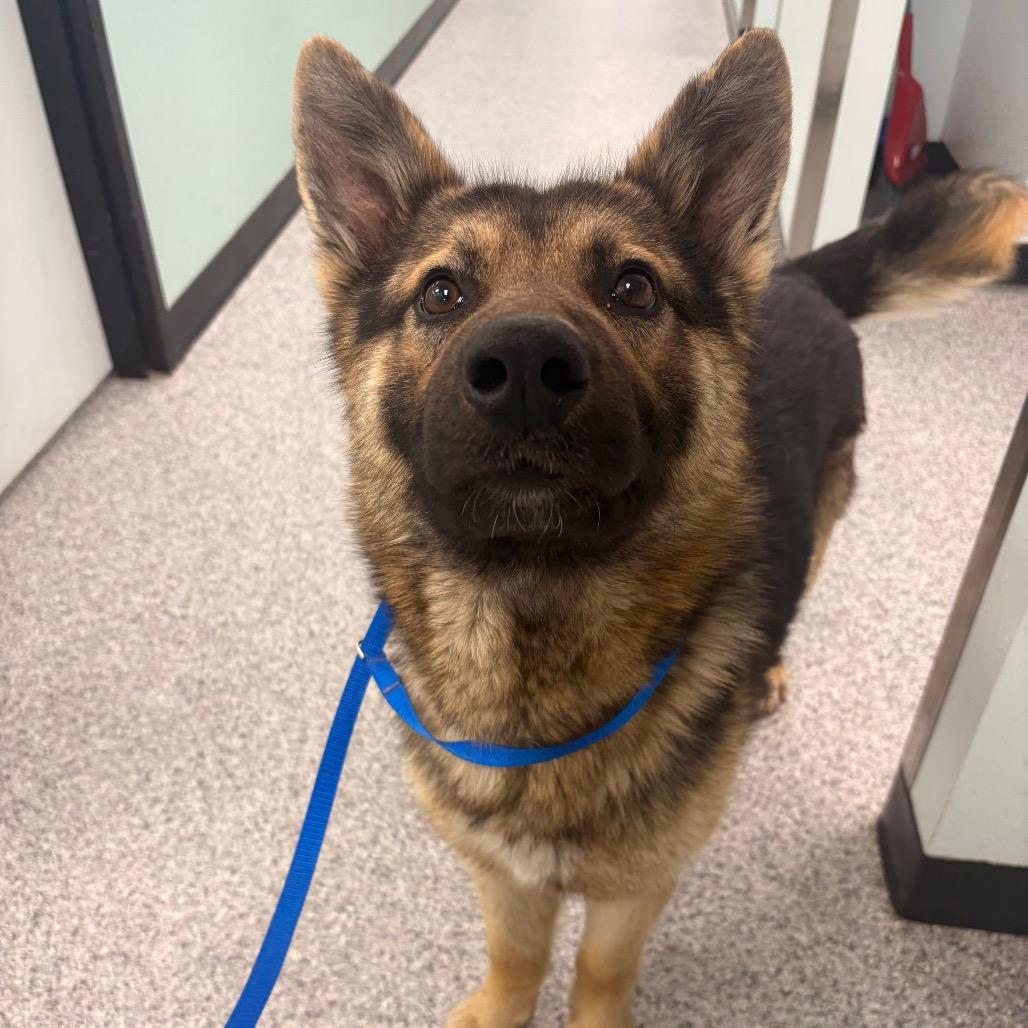 Enlarge Benson, a Adoptable German Shepherd Dog in Saskatoon, SK image 3/5