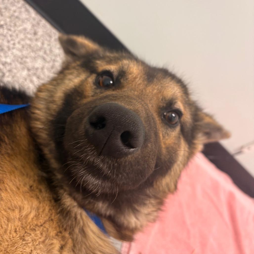 Enlarge Benson, a Adoptable German Shepherd Dog in Saskatoon, SK image 4/5