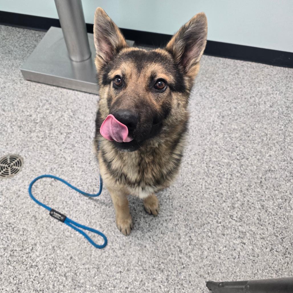 Enlarge Benson, a Adoptable German Shepherd Dog in Saskatoon, SK image 5/5