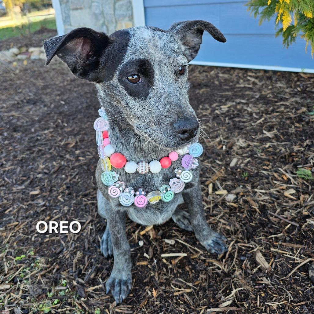 Oreo