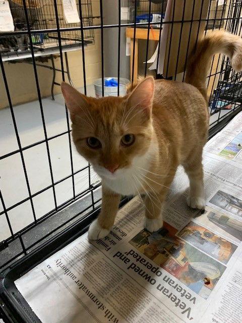 Enlarge Holly, a Adoptable Domestic Medium Hair in Apollo, PA image 1/3