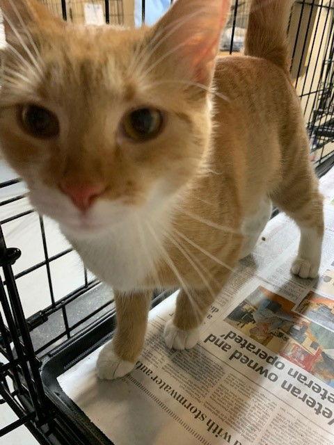 Enlarge Holly, a Adoptable Domestic Medium Hair in Apollo, PA image 2/3