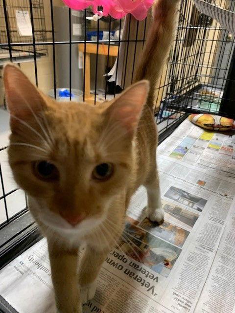Enlarge Holly, a Adoptable Domestic Medium Hair in Apollo, PA image 3/3