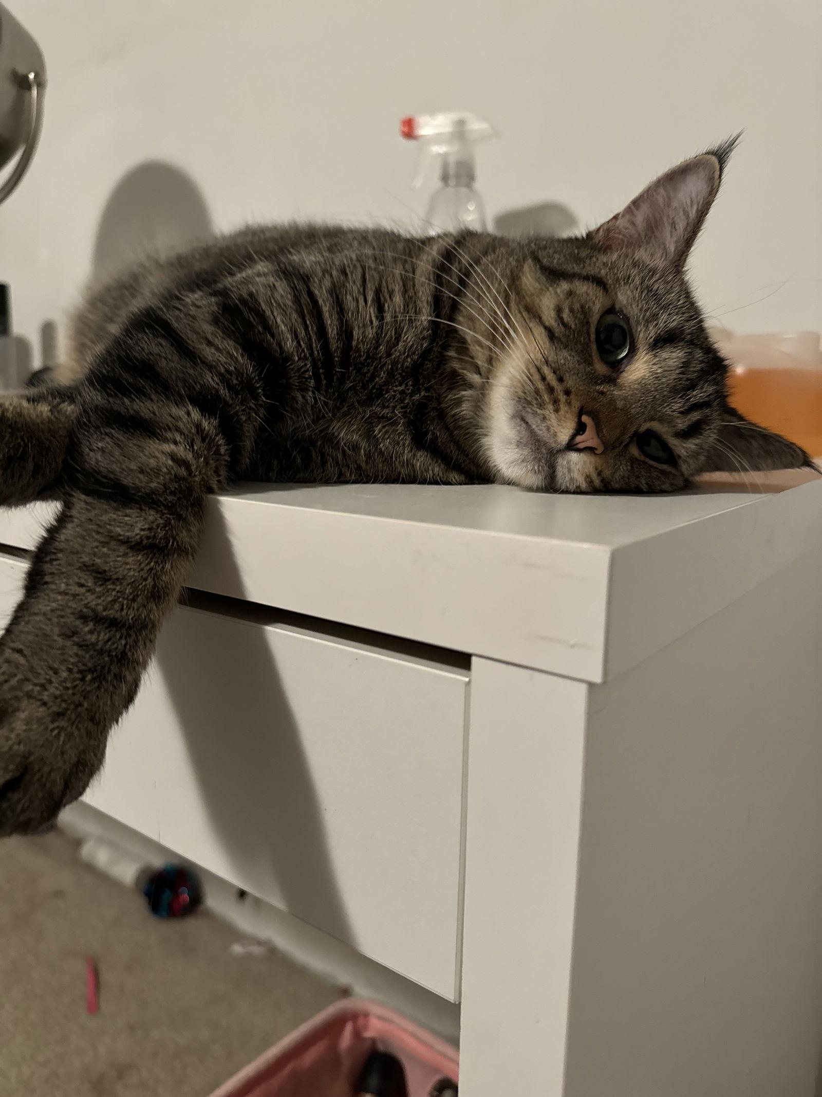 Enlarge Tiramisu, a Adoptable Domestic Short Hair in Walled Lake, MI image 1/3