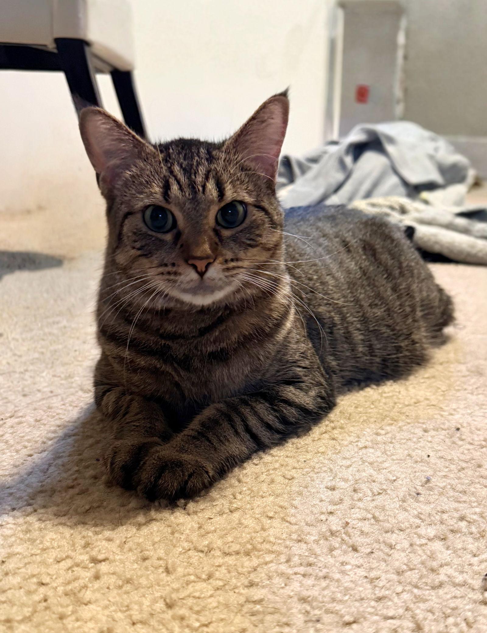 Enlarge Tiramisu, a Adoptable Domestic Short Hair in Walled Lake, MI image 2/3