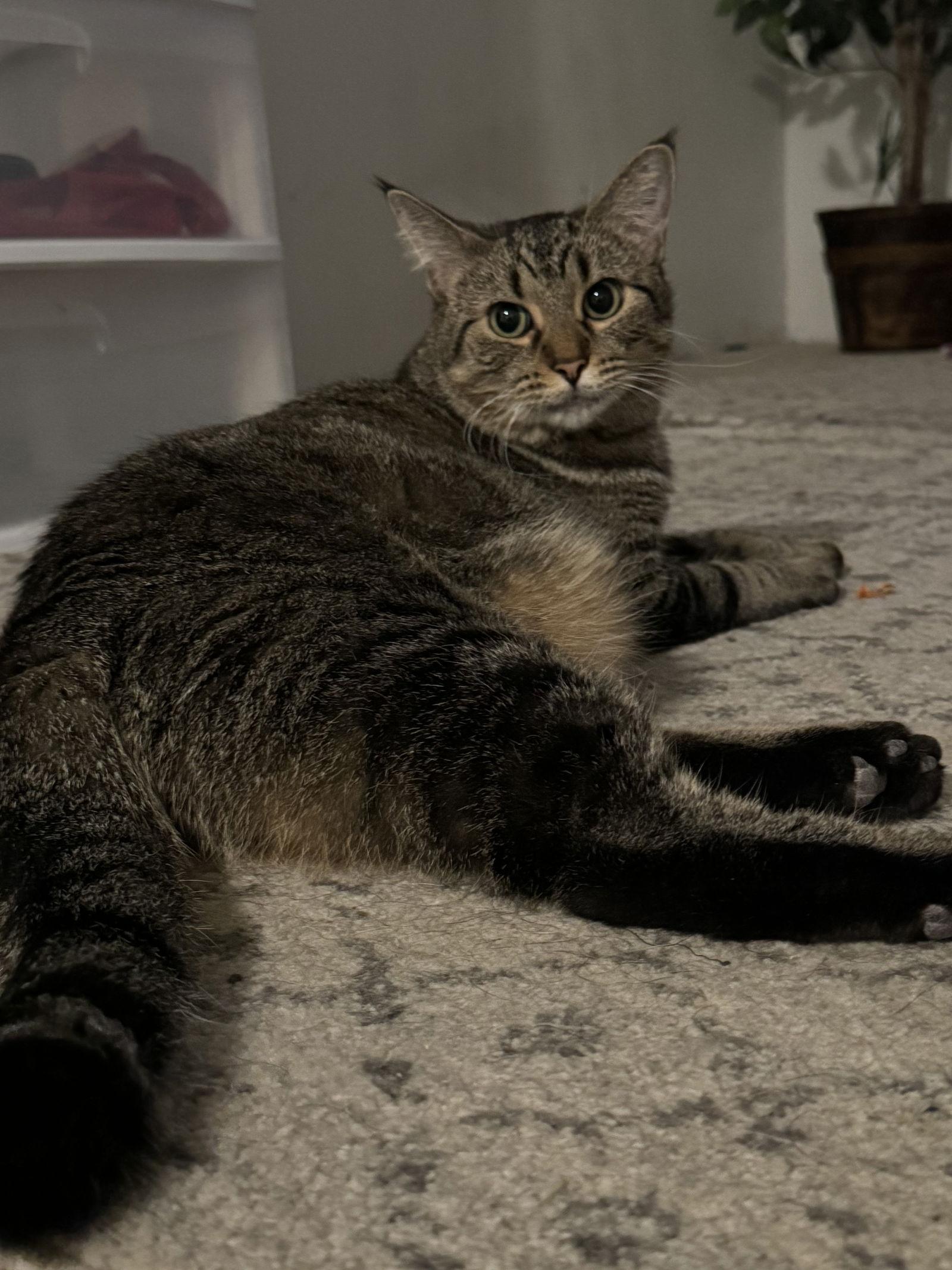 Enlarge Tiramisu, a Adoptable Domestic Short Hair in Walled Lake, MI image 3/3