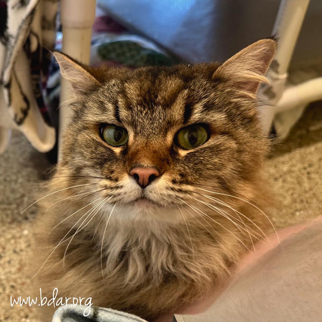 Stella, Adoptable, Senior Female Domestic Long Hair & Domestic Short Hair.