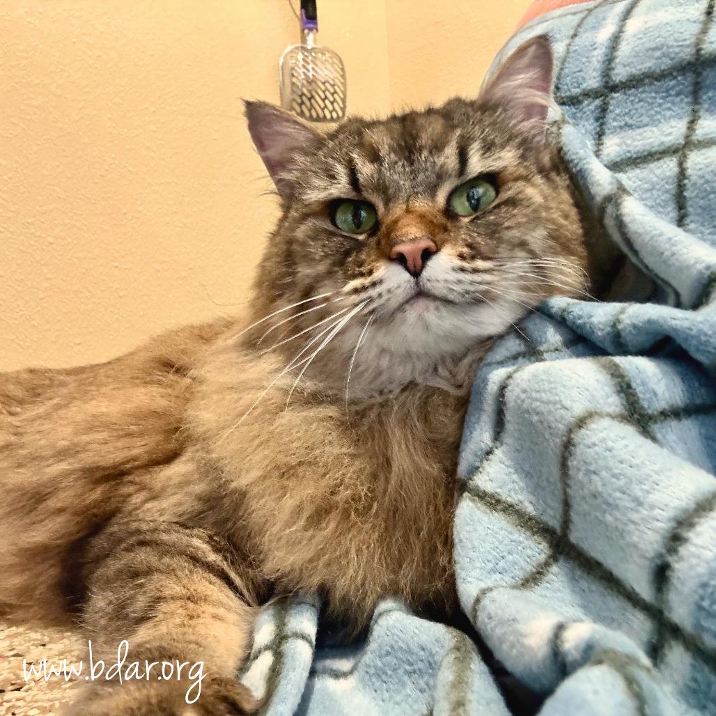 Stella, a Adoptable mixed breed in Cheyenne, WY image 2/2
