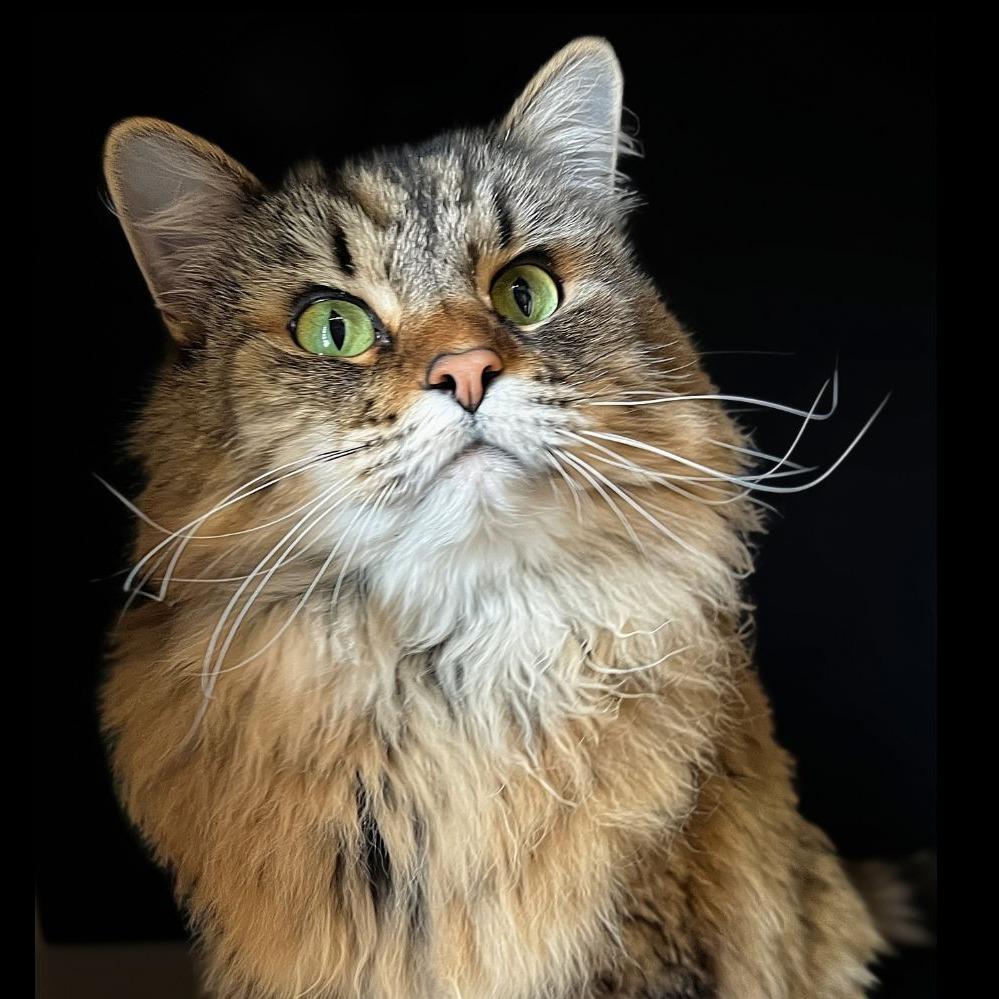 Enlarge Stella, a Adoptable mixed breed in Cheyenne, WY image 3/3