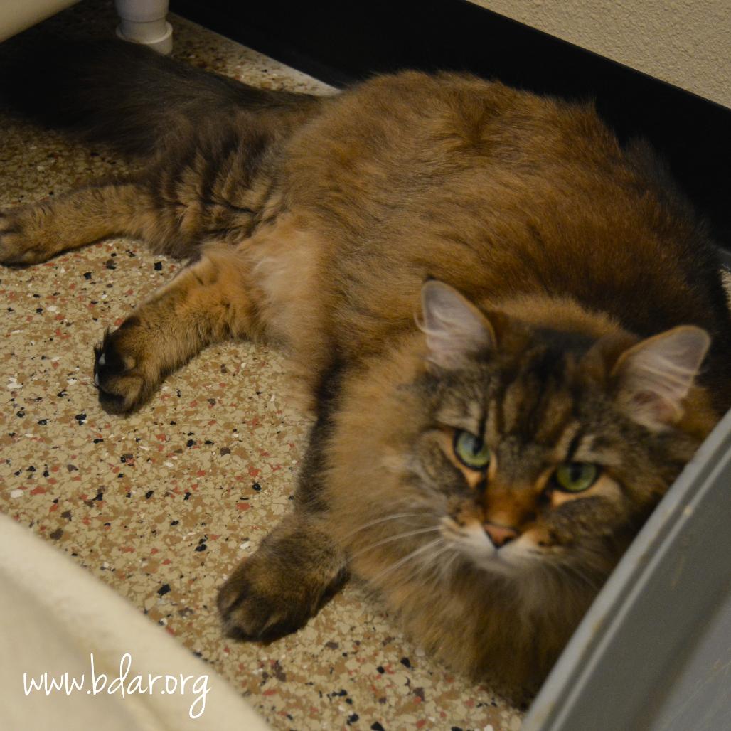 Stella, a Adoptable mixed breed in Cheyenne, WY image 3/4