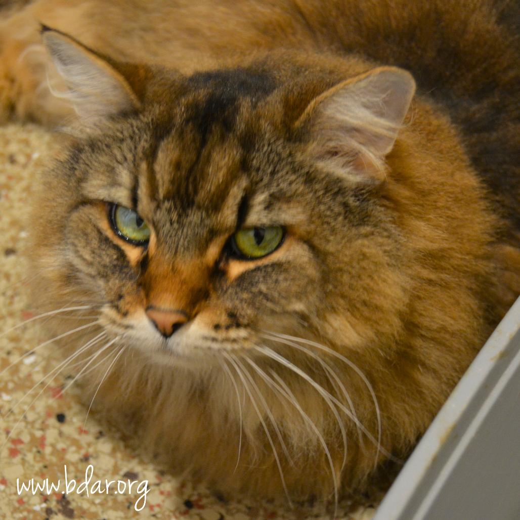 Stella, a Adoptable mixed breed in Cheyenne, WY image 4/4