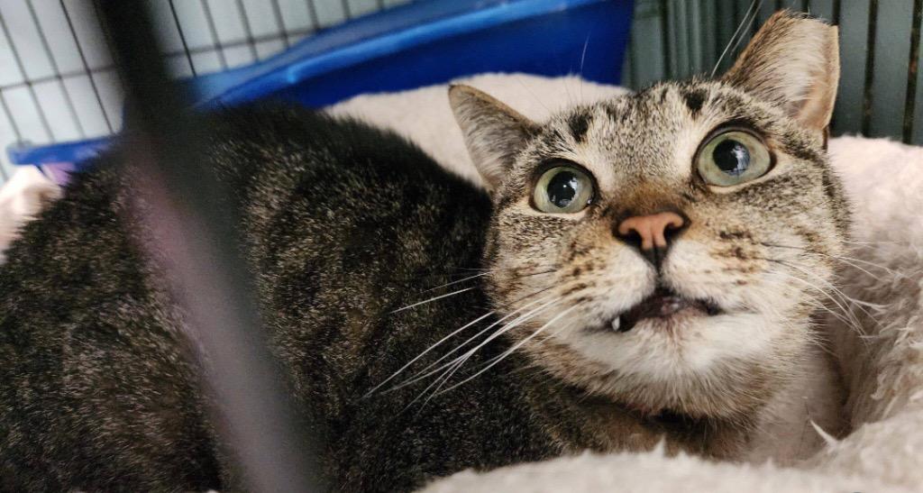 Enlarge CLIPPY, a Adoptable mixed breed in Muskegon, MI image 1/6