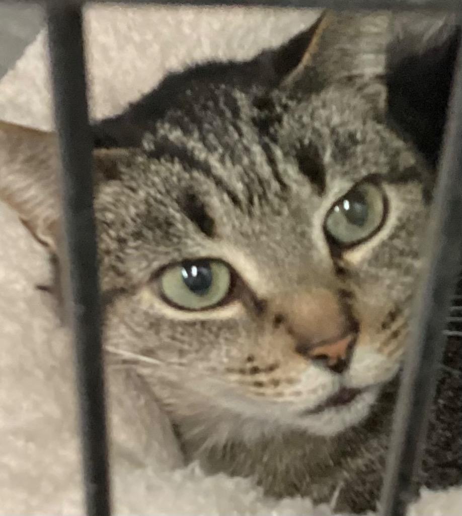 Enlarge CLIPPY, a Adoptable mixed breed in Muskegon, MI image 2/6