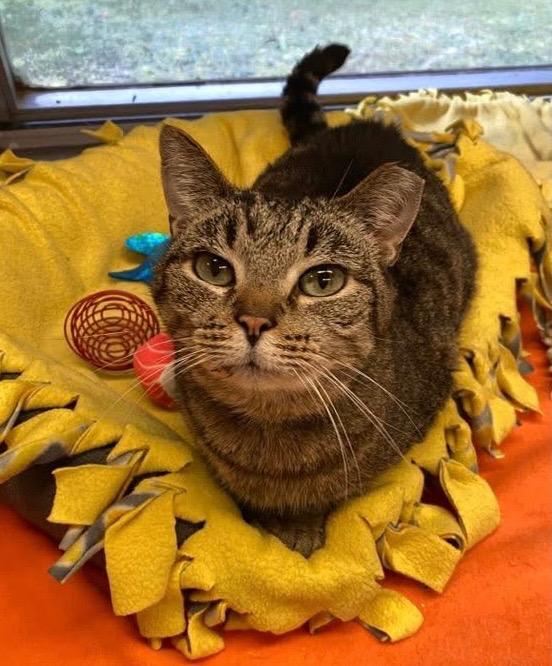 Enlarge CLIPPY, a Adoptable mixed breed in Muskegon, MI image 3/6