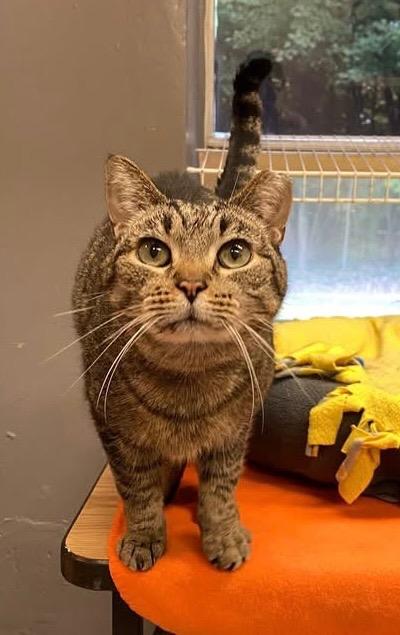 Enlarge CLIPPY, a Adoptable mixed breed in Muskegon, MI image 5/6