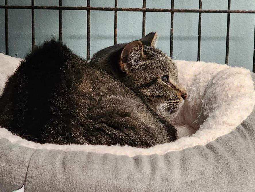 CLIPPY — thumbnail 6