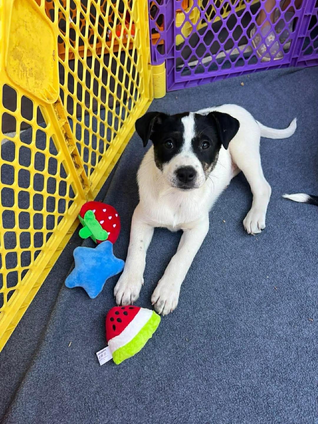 Enlarge Clover, a Adoptable mixed breed in Bahama, NC image 1/1