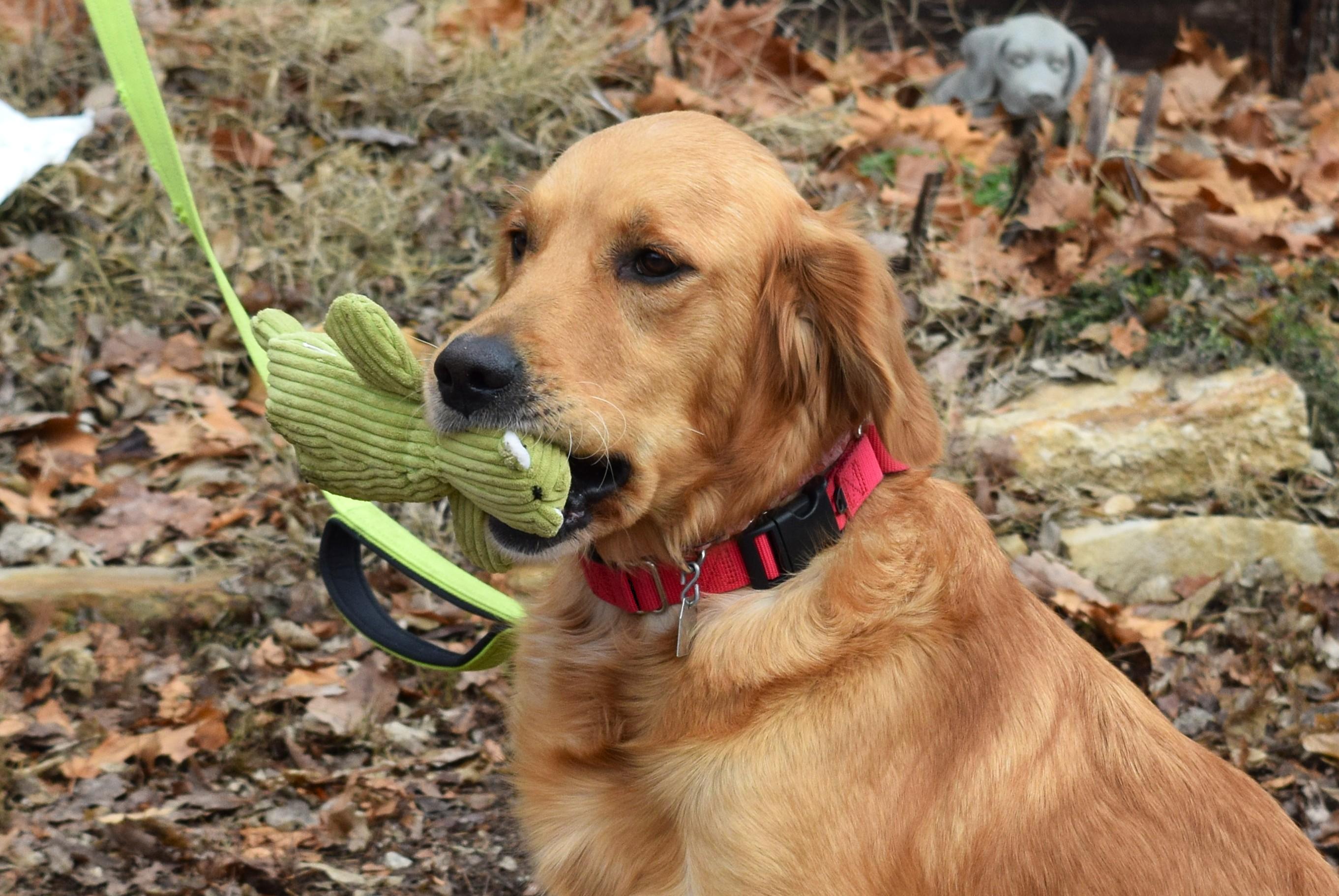 Noelle, adopted, Adult Female Golden Retriever.