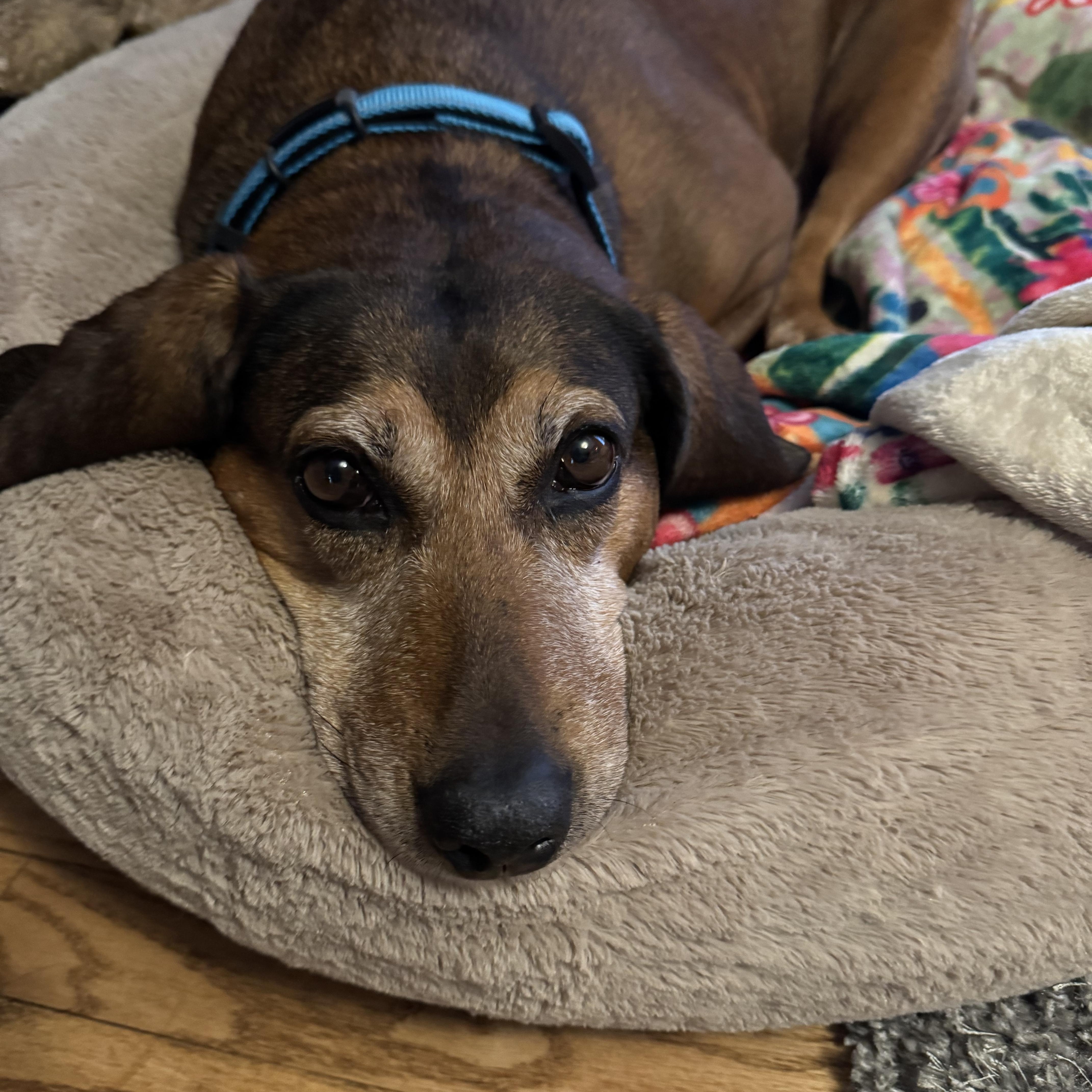 Enlarge June, a Adoptable mixed breed in Mission, KS image 6/6