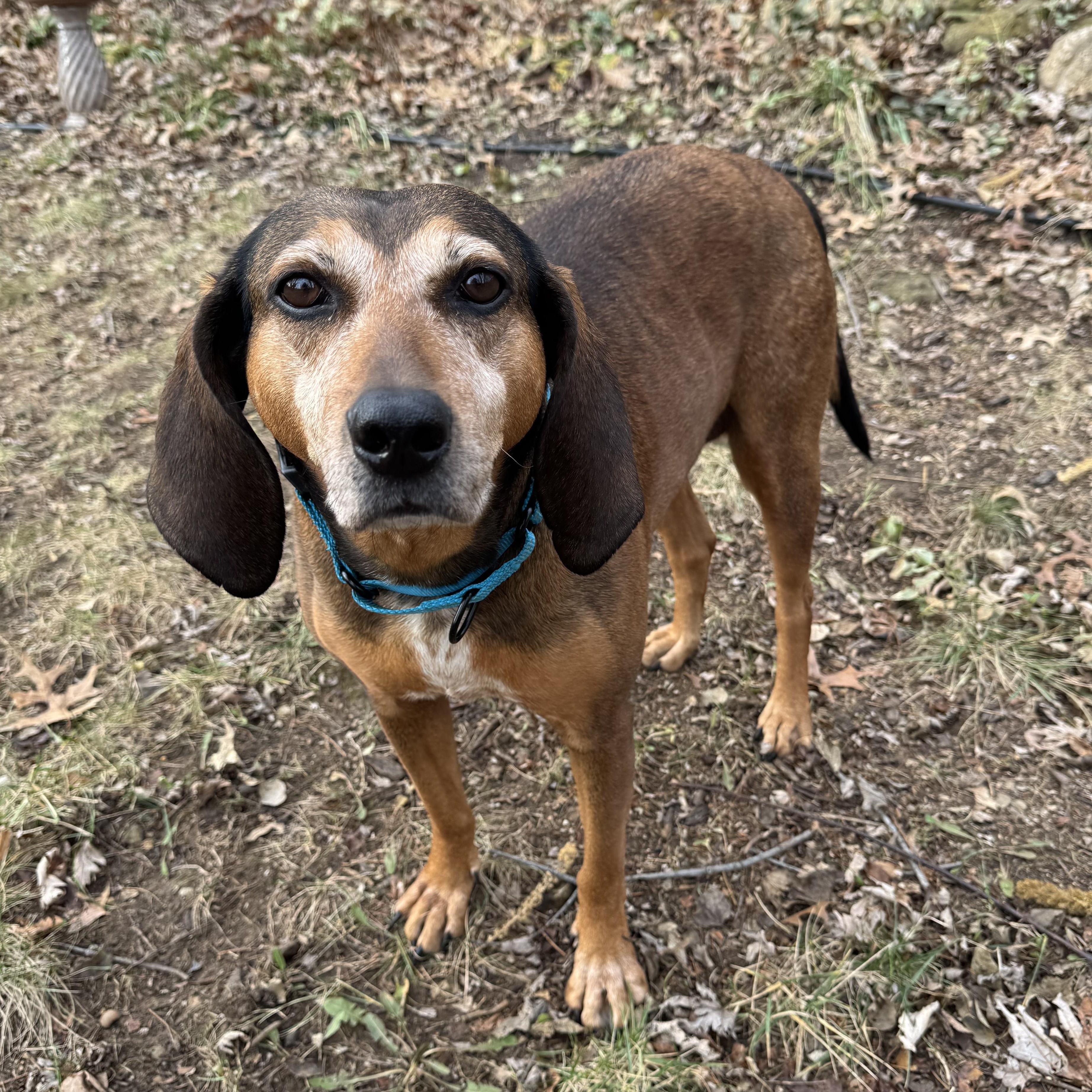 Enlarge June, a Adoptable mixed breed in Mission, KS image 1/6