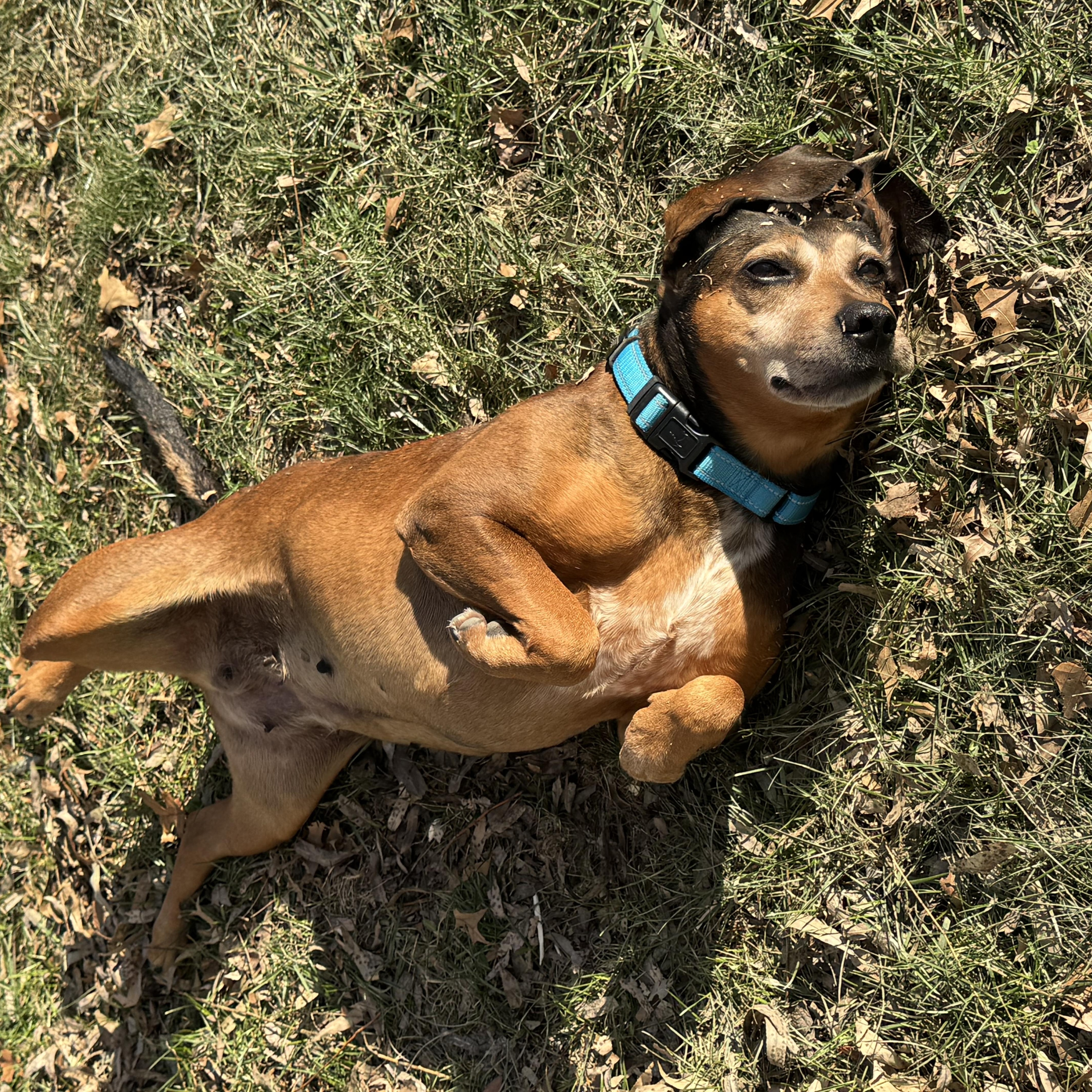 Enlarge June, a Adoptable mixed breed in Mission, KS image 2/6
