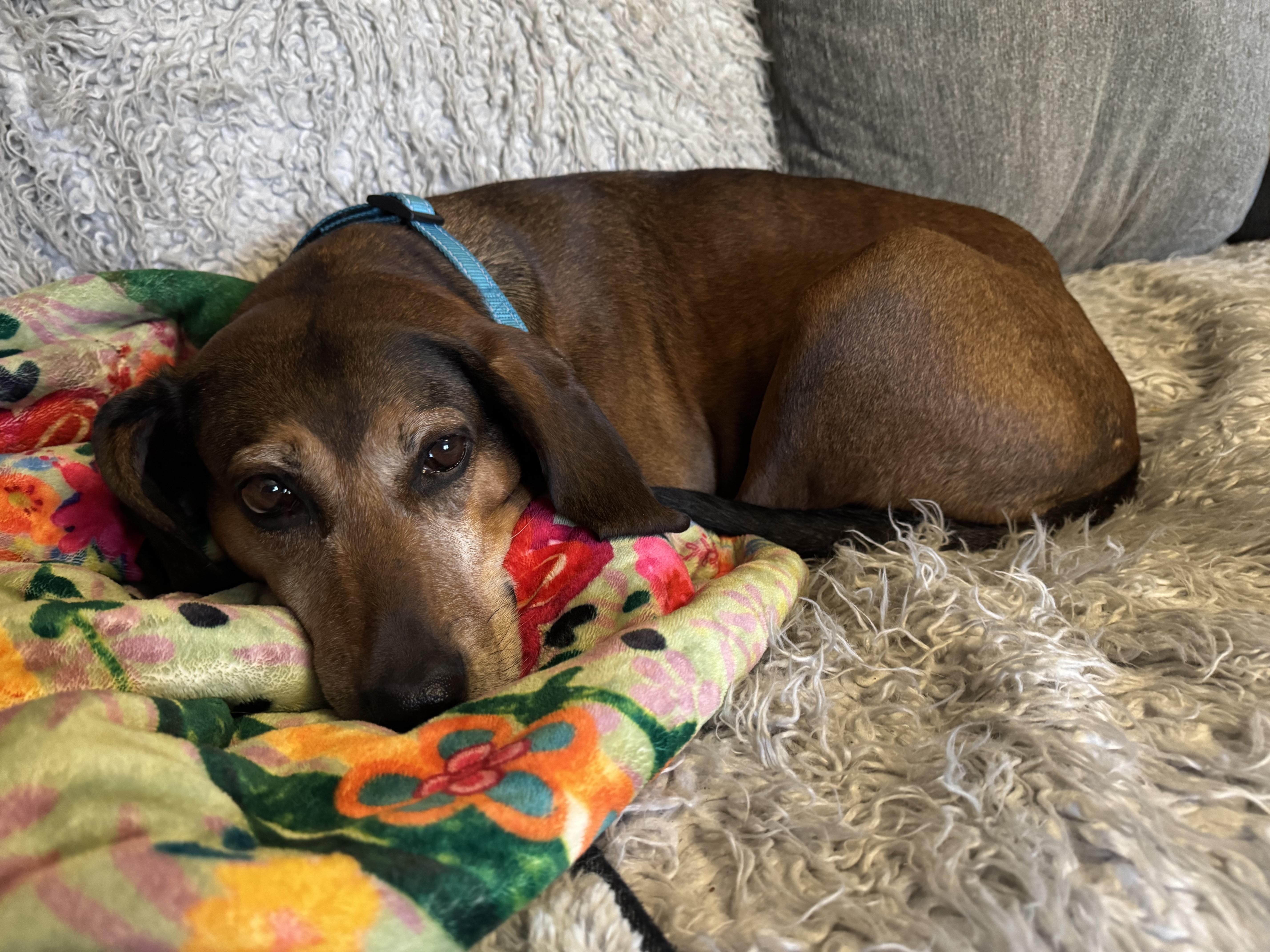 Enlarge June, a Adoptable mixed breed in Mission, KS image 5/6