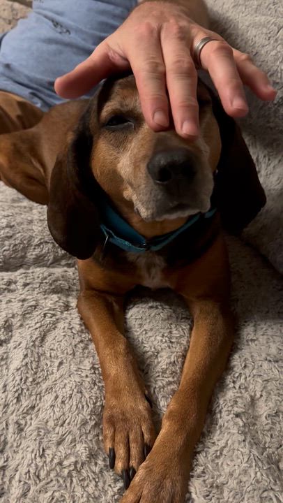 Enlarge June, a Adoptable mixed breed in Mission, KS video 4/6