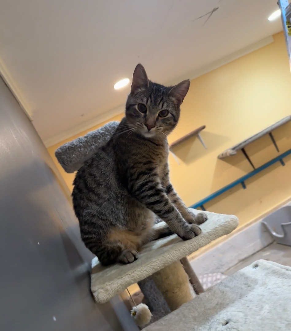 Enlarge Ash, a Adoptable Domestic Short Hair in Crockett, CA image 1/3