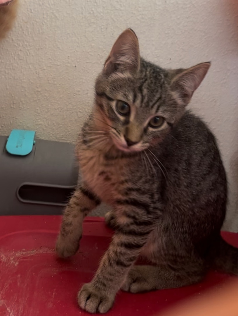 Enlarge Ash, a Adoptable Domestic Short Hair in Crockett, CA image 2/3