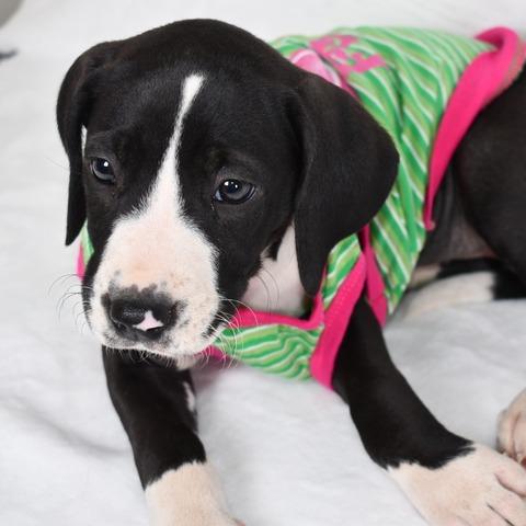 Enlarge Queso, a Adoptable Mixed Breed in Johnson City, TN image 1/6