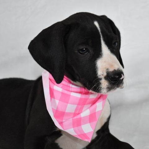 Enlarge Queso, a Adoptable Mixed Breed in Johnson City, TN image 2/6