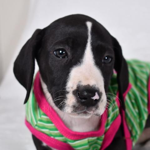 Enlarge Queso, a Adoptable Mixed Breed in Johnson City, TN image 4/6