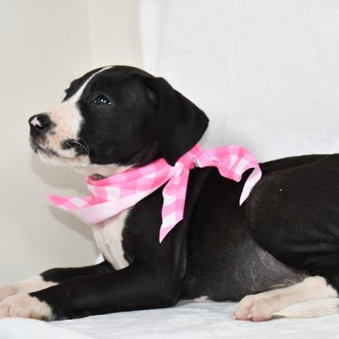 Enlarge Queso, a Adoptable Mixed Breed in Johnson City, TN image 5/6