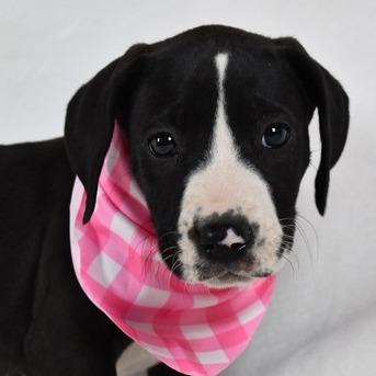 Enlarge Queso, a Adoptable Mixed Breed in Johnson City, TN image 6/6